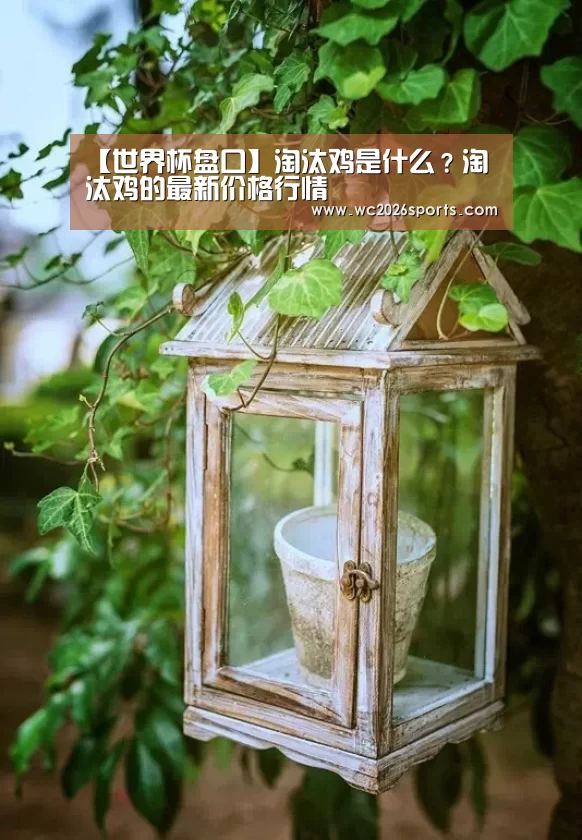 【世界杯盘口】淘汰鸡是什么?淘汰鸡的最新价格行情(图2) 世界杯买球