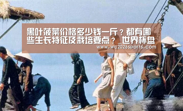 黑叶菠菜价格多少钱一斤?都有哪些生长特征及栽培要点?_世界杯盘口(图2) 世界杯买球
