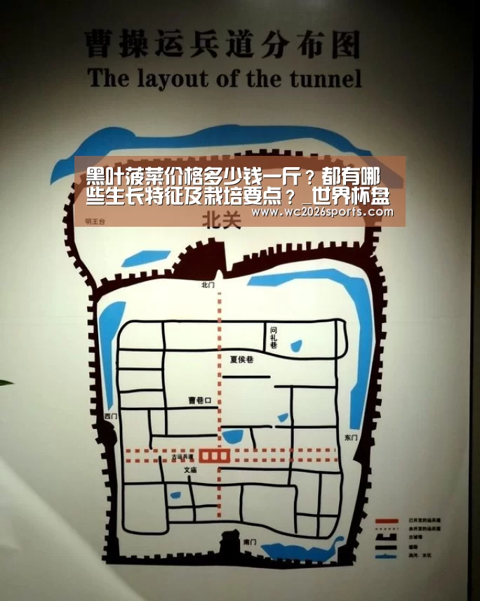 黑叶菠菜价格多少钱一斤?都有哪些生长特征及栽培要点?_世界杯盘口(图3) 世界杯买球
